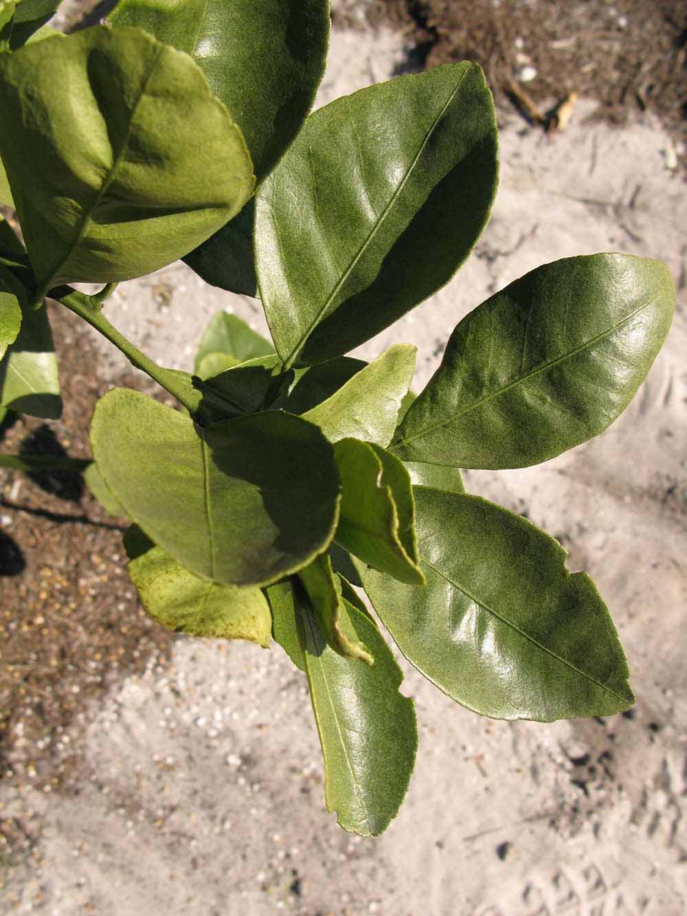            Sun leaves (Winter Haven, FL)   